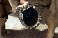 Picture of close up of a hoof with shoe for laminitis