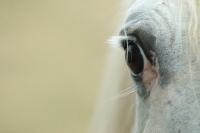 Picture of close up of a horses eye