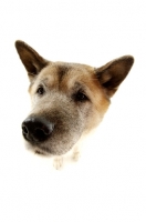 Picture of Close up of an Akita's face isolated on a white background
