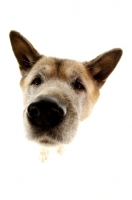 Picture of Close up of an Akita's face isolated on a white background