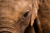 Picture of Close up of Baby Elephants face and eye in Nairobi, Kenya.