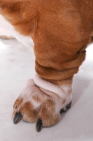 Picture of close up of Basset Hound paw