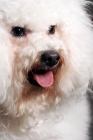 Picture of close up of bichon frise face