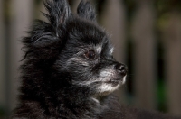 Picture of close up of black chihuahua mix