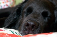 Picture of close up of black dog sleeping