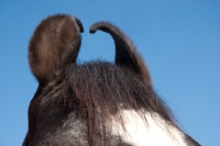 Picture of close up of black marwari horse ears