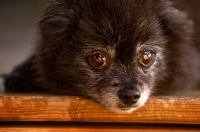 Picture of close up of black pomeranian cross looking at camera