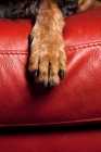 Picture of close up of blue tick coonhound paw