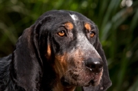 Picture of close up of blue tick coonhound