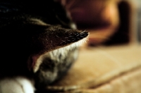Picture of close up of cat ear, sleeping on couch