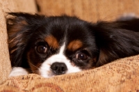 Picture of Close up of Cavalier King Charles spaniel with head down on sofa