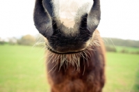 Picture of Close up of chestnut horses nose and whispy chin