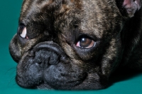 Picture of close up of cute French Bulldog laying in green studio