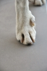 Picture of close up of dewclaw