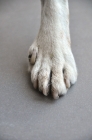 Picture of close up of dewclaw