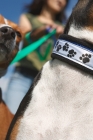 Picture of close up of dogs on lead