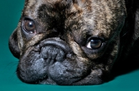 Picture of close up of French Bulldog looking at camera