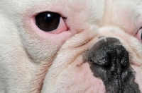 Picture of close up of French Bulldog's eye