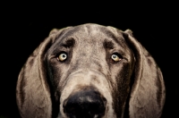 Picture of close up of Great Dane's face