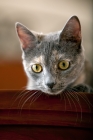 Picture of close up of grey cat