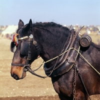 Picture of close up of harness on horse