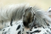 Picture of close up of horse ear