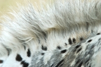 Picture of close up of horse manes