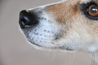 Picture of Close up of Jack Russell's muzzle