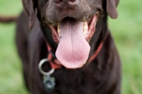 Picture of Close up of labrado tongue