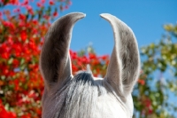 Picture of close up of marwari horse ears