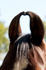 Picture of close up of marwari horse ears