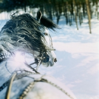 Picture of close up of orlov trotter driven in troika in snow.