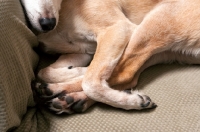 Picture of close up of paws of fawn chihuahua mix