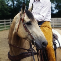 Picture of close up of quarter horse bridle