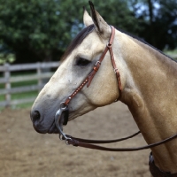 Picture of close up of quarter horse bridle 