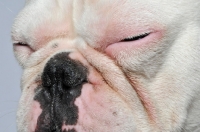 Picture of close up of sleepy French Bulldog