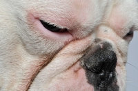 Picture of close up of sleepy French Bulldog