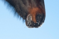 Picture of close up of snow covered muzzle of a Morgan horse