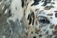 Picture of close up of spotted horse eye