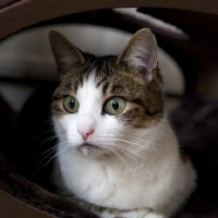 Picture of close up of tabby and white young cat laying in bed