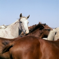 Picture of close up of tersk mares at stavropol stud, russia