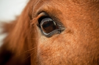 Picture of close up of Thoroughbred's eye