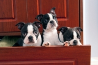 Picture of close up of three boston terrier puppies in a drawer