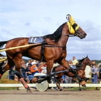 Picture of close up of trotter with another behind at Hague show