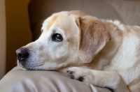 Picture of close up of yellow labrador with head down on arm of leather couch