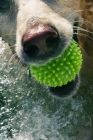 Picture of close up of yellow labrador with ball in mouth