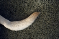 Picture of close up of yellow labradors tail