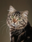 Picture of Closeup of American Bobtail, looking over shoulder at camera.