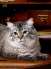 Picture of Closeup of American Bobtail male, head and paws, in roll top desk.