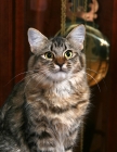 Picture of Closeup of Cat sitting in front of Grandfather (pendulum) clock.  Head and Shoulders.